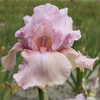 Ирис Iris Germanica ‘Blushing Pink’ 